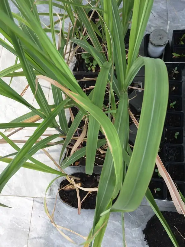 Rooting Sugarcane in Water Step by Step Guide